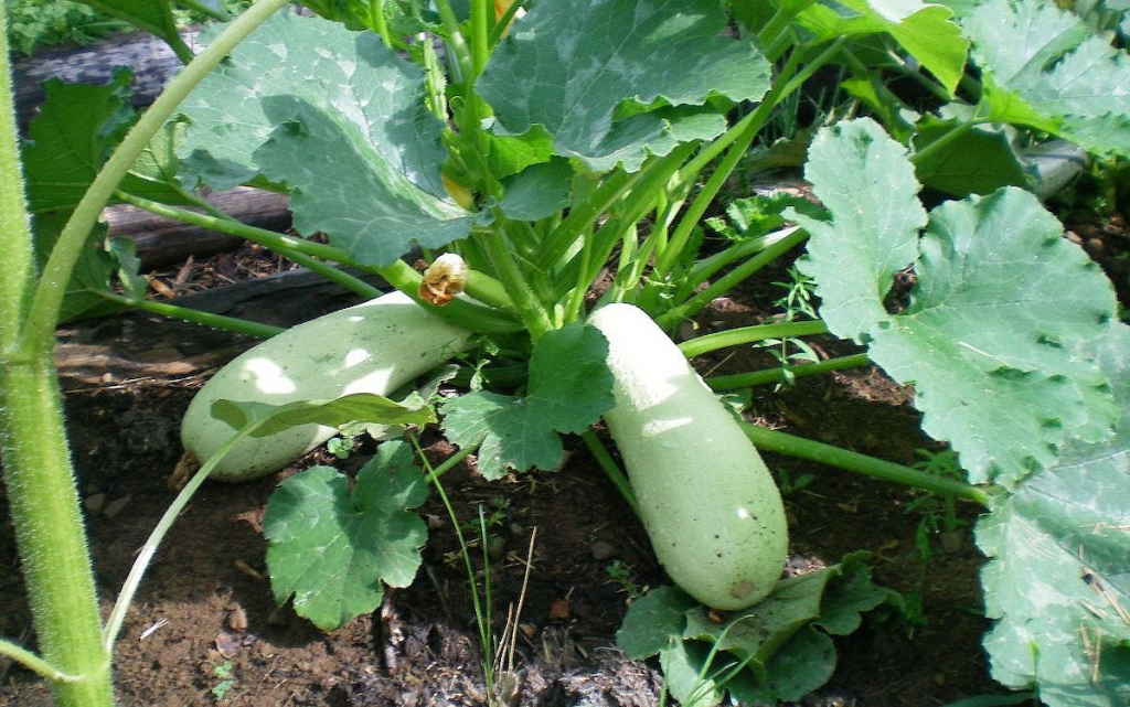 Кабачки