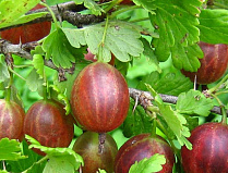 Крыжовник Машека