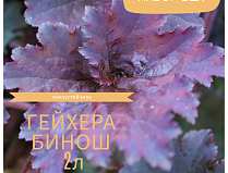 Гейхера гибридная Бинош НАБОР 2ШТ