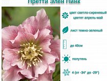 Морозник восточный Претти Элен Пинк