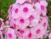 Флокс метельчатый Бриллиант Айз