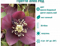 Морозник восточный Претти Элен Ред