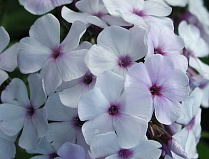Флокс метельчатый Блу Айс