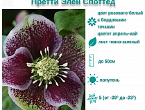 Морозник восточный Претти Элен Споттед